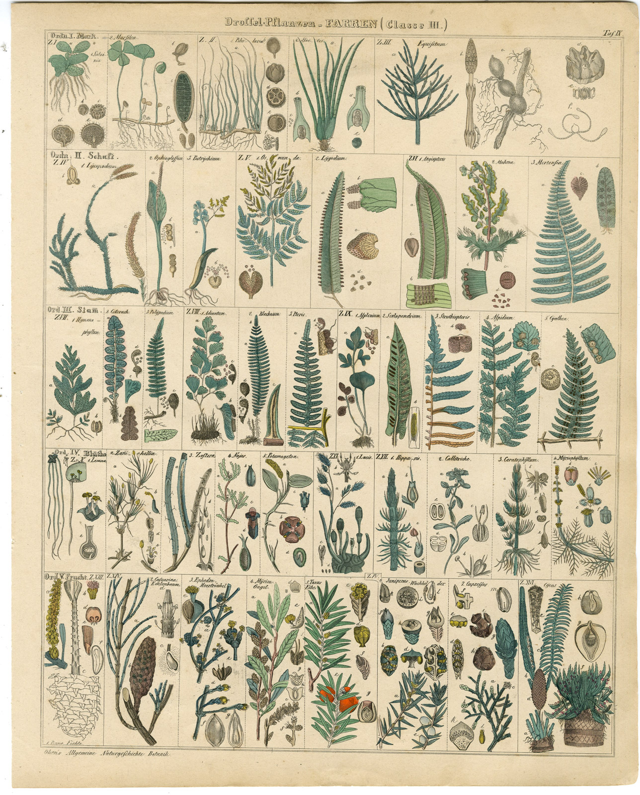 , Antique Print-FERN-TAXUS-POLYPODIUM-BLECHNUM-ASPIDIUM-Oken-1833, Pictura Antique Prints