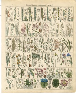 Antique Print-GRASS-LOTUS-RUSH-WATER LILY-BAMBOO-REED-CORN-Oken-1833
