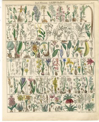 Antique Print-LILY-ORHCID-ORCHIS-VANILLA-IRIS-GINGER-ALOE VERA-Oken-1833
