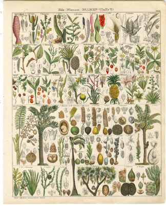 Antique Print-COCONUT-AGAVE-ARUM-PIPER-SAGUS PALM-HYPHAENE-Oken-1833