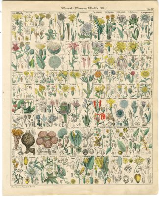 Antique Print-HAWKWEED-THISTLE-VALERIANA-ARTEMISIA-DAHLIA-Oken-1833