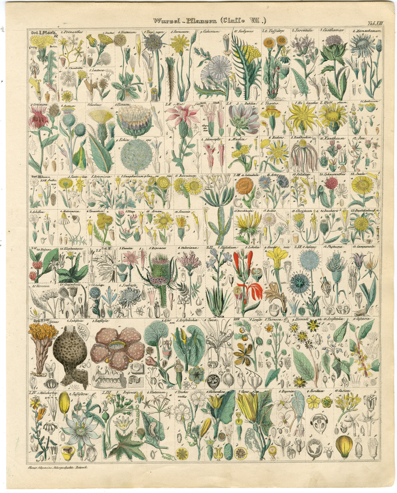 , Antique Print-HAWKWEED-THISTLE-VALERIANA-ARTEMISIA-DAHLIA-Oken-1833, Pictura Antique Prints