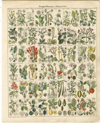 Antique Print-RUBIA-COFFEA-COFFEE-GARDENIA-ERICA-RHODODENDRON-Oken-1833