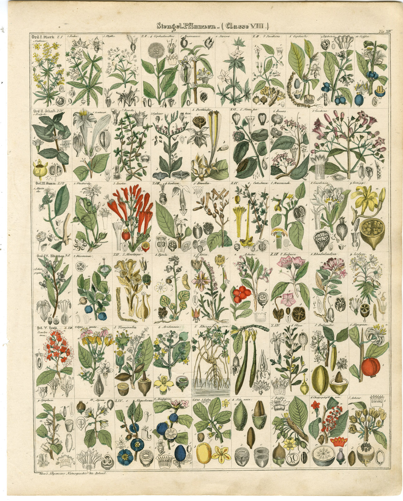 , Antique Print-RUBIA-COFFEA-COFFEE-GARDENIA-ERICA-RHODODENDRON-Oken-1833, Pictura Antique Prints