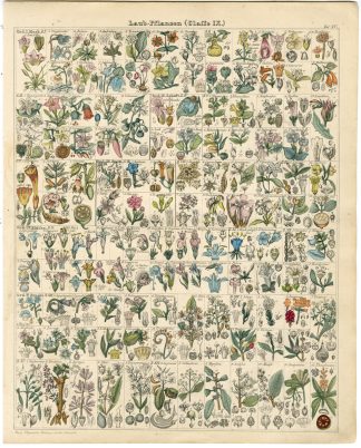 Antique Print-NIGHTSHADE-ACANTHUS-CAPSICUM-GENTIANA-PRUNELLA-Oken-1833