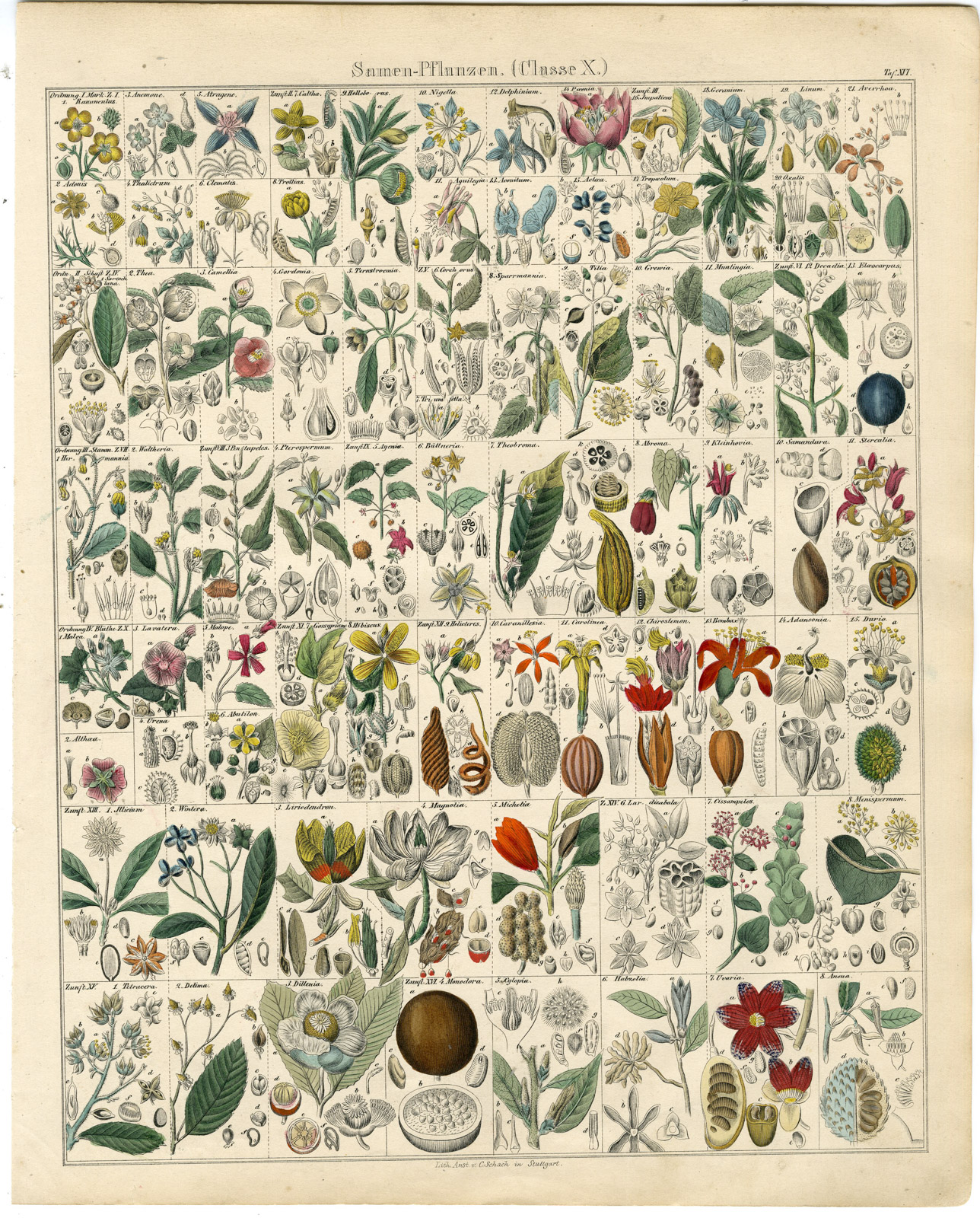 , Antique Print-ANEMONE-CLEMATIS-GARDENIA-HIBISCUS-MAGNOLIA-Oken-1833, Pictura Antique Prints