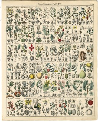 Antique Print-CITRUS-LEMON-LANGSAT-CHESTNUT-AEGEL-FRUIT-Oken-1833