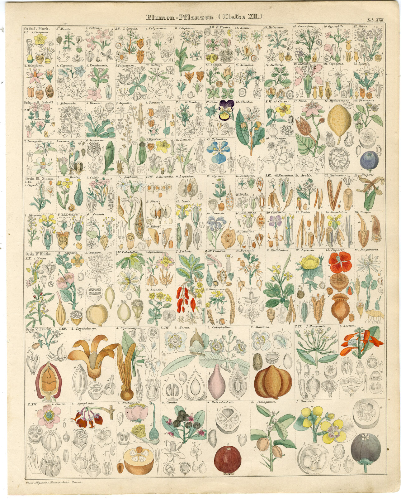 , Antique Print-STELLARIA-BERBERIS-PAPAVER-POPPY-GARCINIA-FLOWER-Oken-1833, Pictura Antique Prints