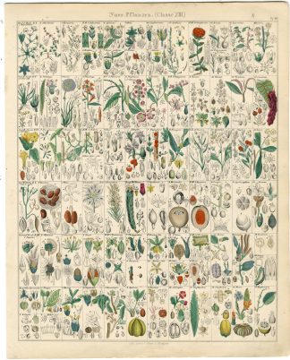 Antique Print-CANNABIS-PLANTAGO-OAK-BEECH-BUXUS-PLATANUS-Oken-1833