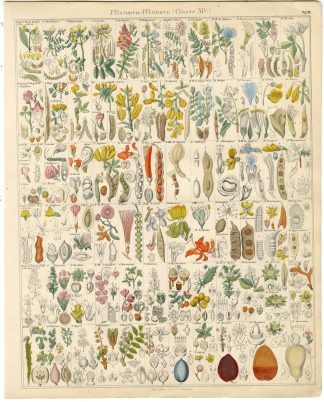 Antique Print-ASTRAGALUS-LOTUS-MIMOSA-BOSWELLIA-ILEX-HOLLY-Oken-1833