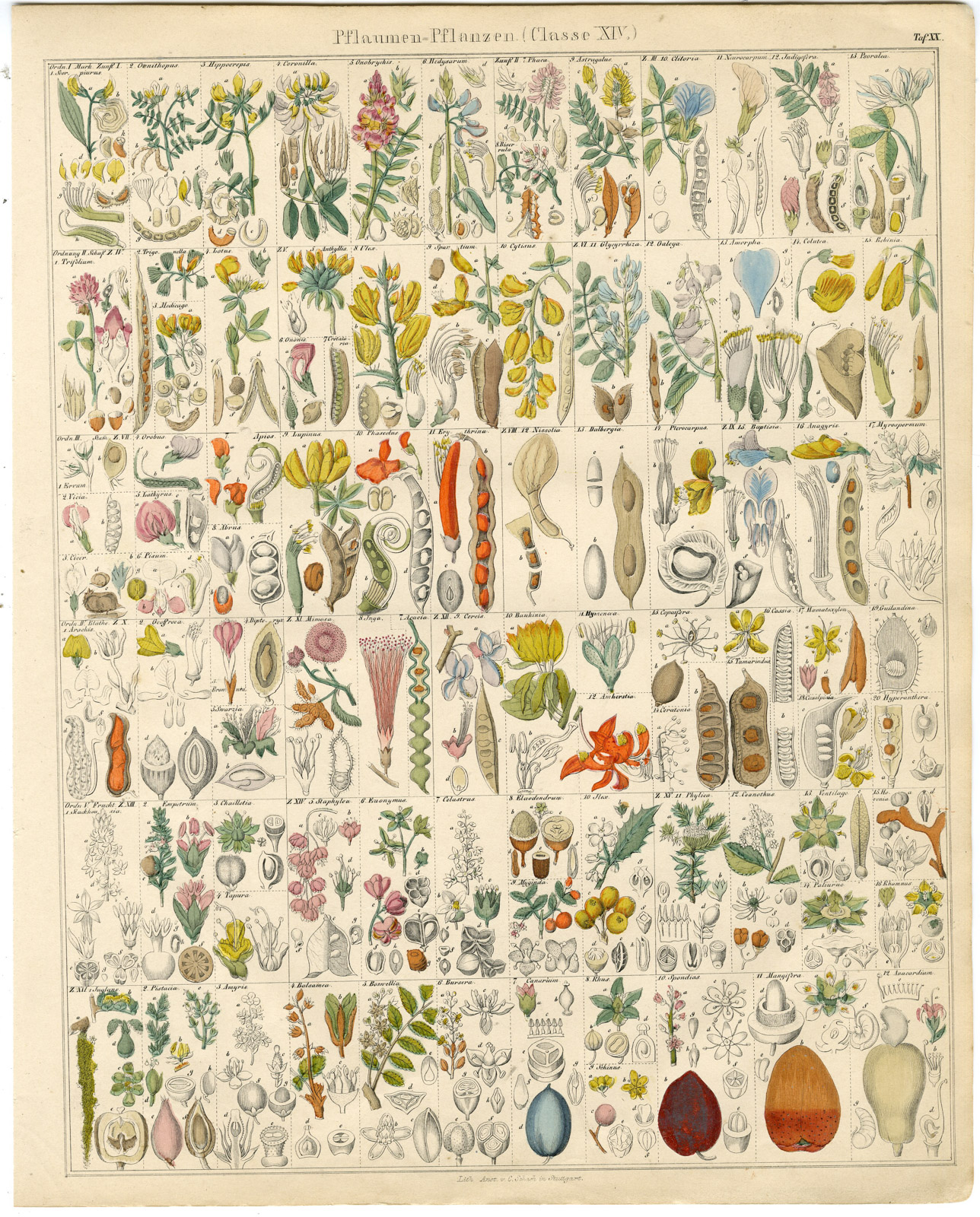 , Antique Print-ASTRAGALUS-LOTUS-MIMOSA-BOSWELLIA-ILEX-HOLLY-Oken-1833, Pictura Antique Prints
