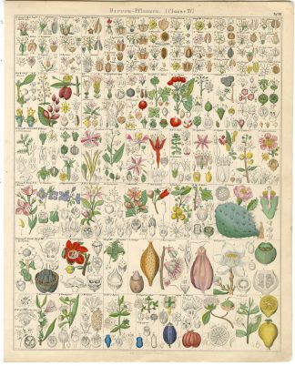 Antique Print-HEDERA-ARALIA-GINSENG-FUCHSIA-CACTUS-EUCALYPTUS-Oken-1833