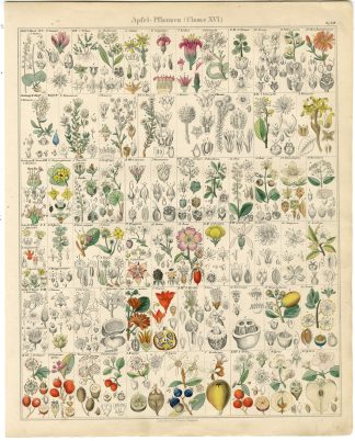 Antique Print-POMEGRANATE-APPLE-PEAR-STRAWBERRY-QUINCE-Oken-1833