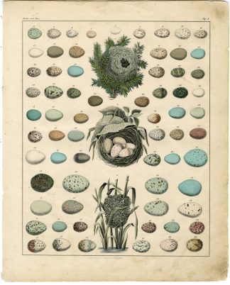 Antique Print-BIRD-EGGS-NEST-PLATE 1-Oken-1833