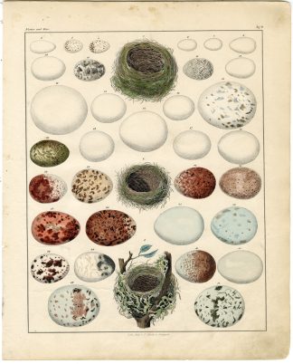 Antique Print-BIRD-EGGS-NEST-PLATE 2-Oken-1833