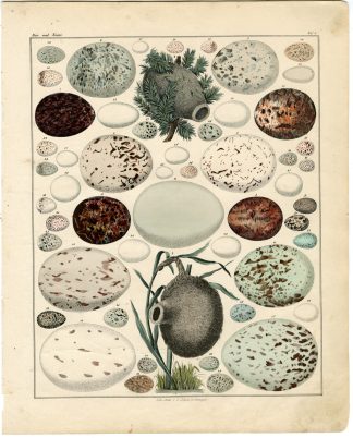 Antique Print-BIRD-EGGS-NEST-PLATE 3-Oken-1833