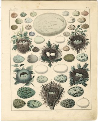 Antique Print-BIRD-EGGS-NEST-PLATE 4-Oken-1833