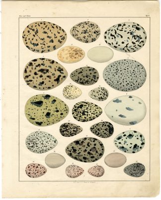 Antique Print-BIRD-EGGS-EIER UND NESTER-PLATE 6-Oken-1833