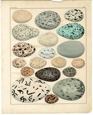 Antique Print-BIRD-EGGS-EIER UND NESTER-PLATE 8-Oken-1833