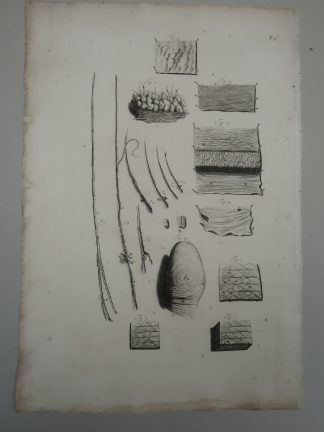 Antique Print-T.4.-MICROANATOMY-SKIN-HAIR-FOLLICLE-FASCIA-Lairesse-Bidloo-1728