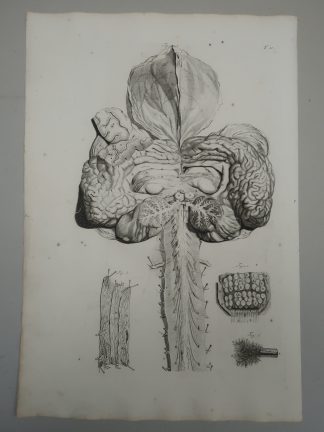 2-Antique Prints-T.10.-BRAIN-SPINAL-CORD-NEUROANATOMY-de Lairesse-Bidloo-1728