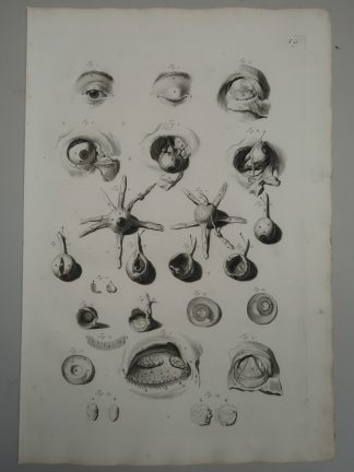Antique Print-T.11.-EYE-ANATOMY-MUSCLES-LACRIMAL-OPTIC-de Lairesse-Bidloo-1728