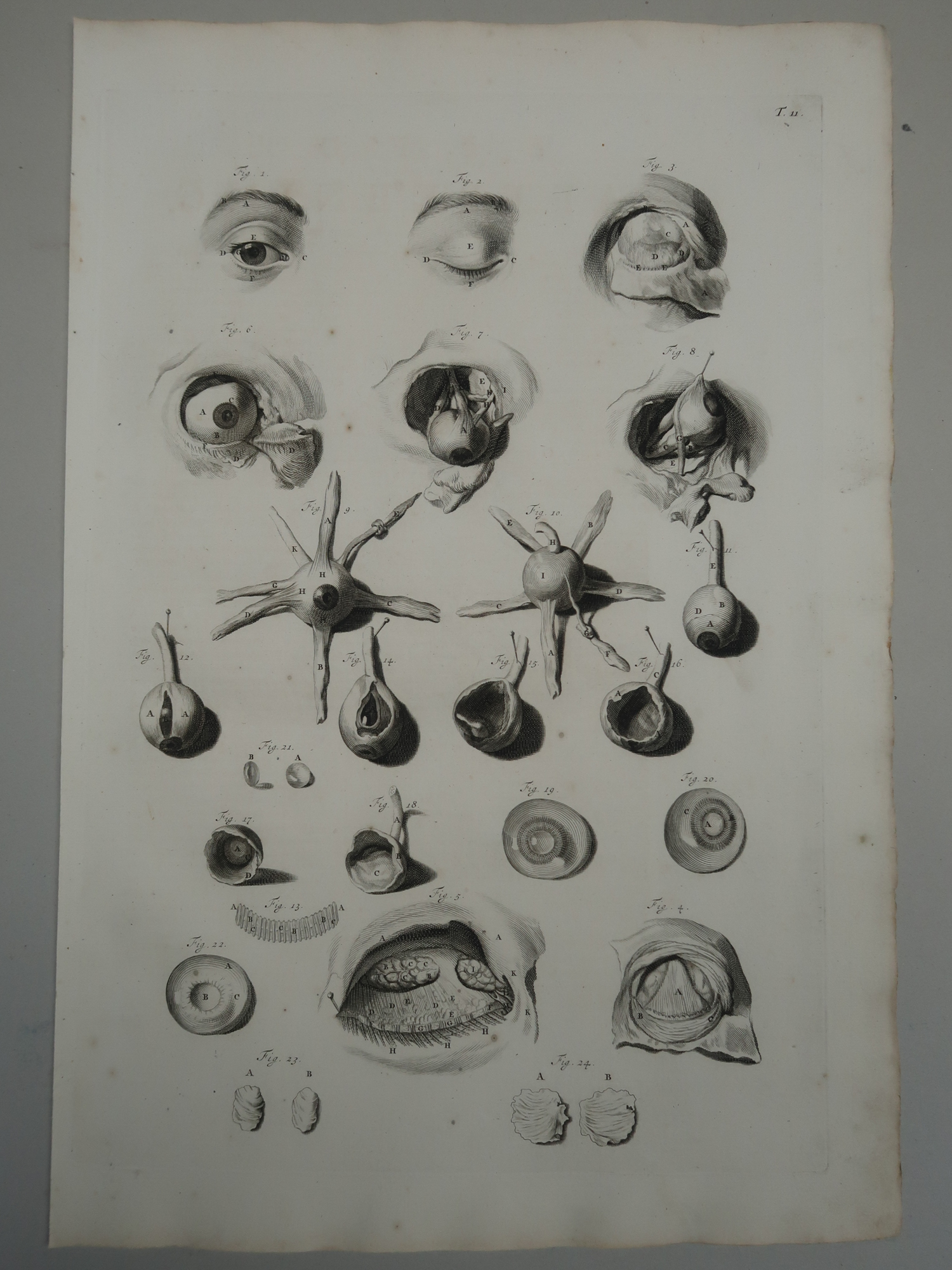 , Antique Print-T.11.-EYE-ANATOMY-MUSCLES-LACRIMAL-OPTIC-de Lairesse-Bidloo-1728, Pictura Antique Prints