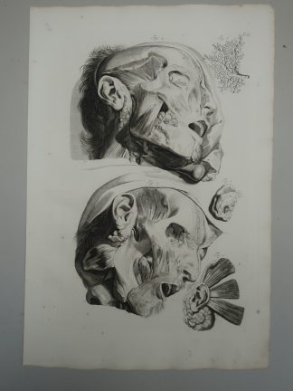 Antique Print-T.12.-EXTERNAL-EAR-FACIAL-MUSCLES-PAROTID-de Lairesse-Bidloo-1728