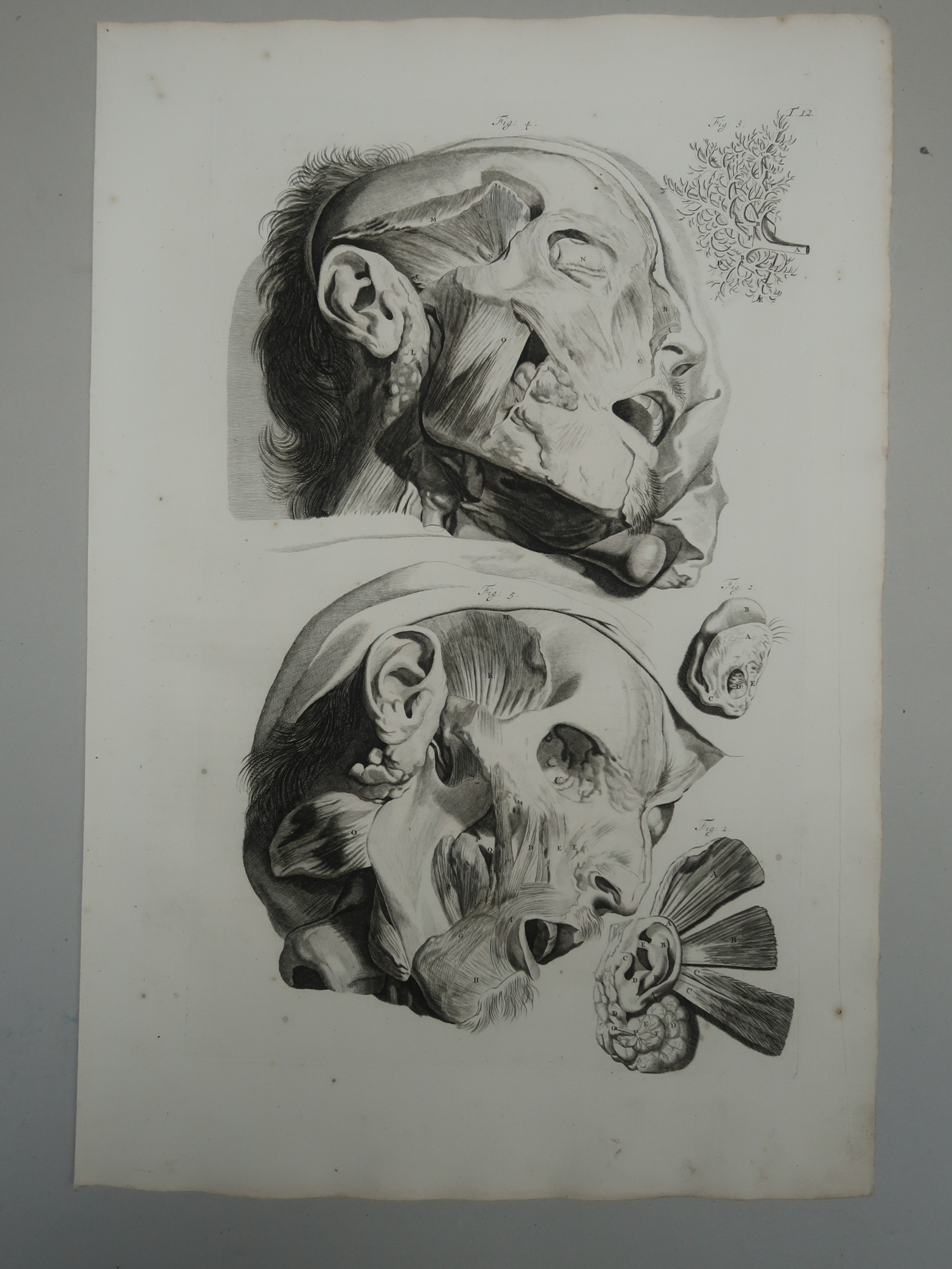 , Antique Print-T.12.-EXTERNAL-EAR-FACIAL-MUSCLES-PAROTID-de Lairesse-Bidloo-1728, Pictura Antique Prints