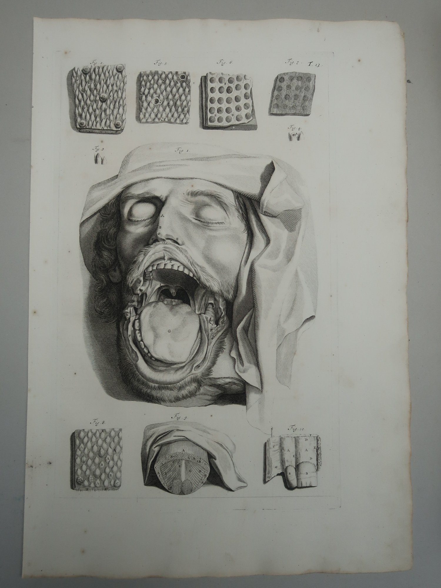 , Antique Print-T.13.-TONGUE-TASTE-PAPILLAE-ORAL-ANATOMY-de Lairesse-Bidloo-1728, Pictura Antique Prints