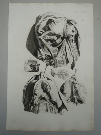 Antique Print-T.14.-TONGUE-MUSCLES-HYOID-NASAL-ANATOMY-de Lairesse-Bidloo-1728