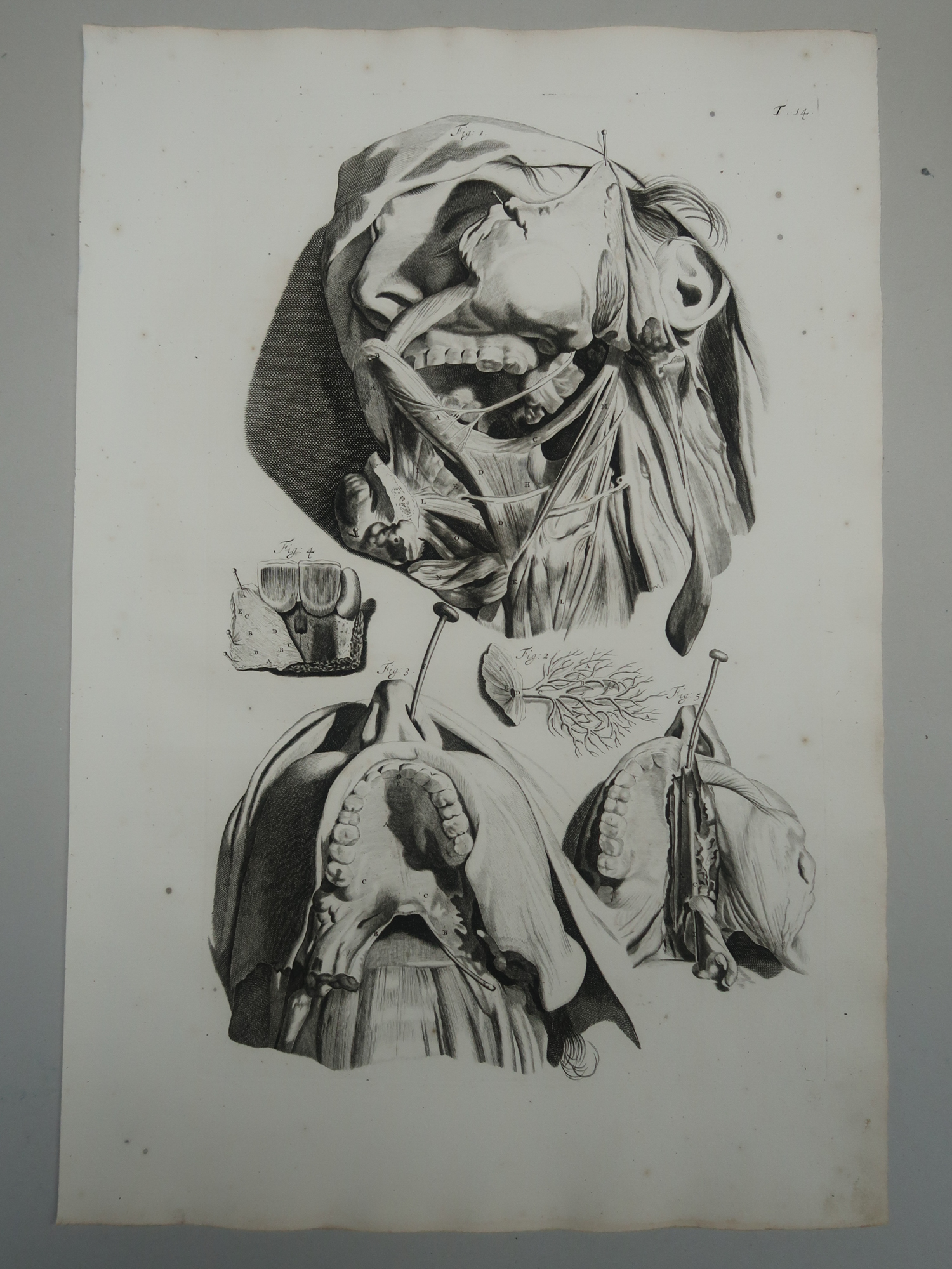 , Antique Print-T.14.-TONGUE-MUSCLES-HYOID-NASAL-ANATOMY-de Lairesse-Bidloo-1728, Pictura Antique Prints