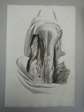 Antique Print-T.16.-NECK-BACK-MUSCLES-SPINAL-ANATOMY-de Lairesse-Bidloo-1728