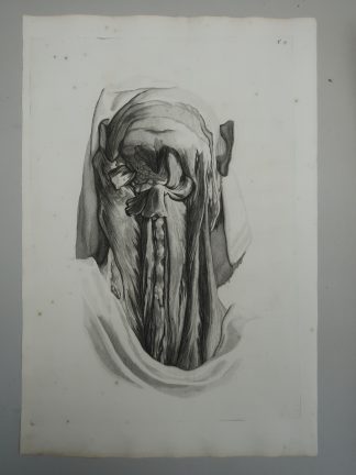 Antique Print-T.17.-CERVICAL-SPINE-MUSCLES-ANATOMY
-de Lairesse-Bidloo-1728