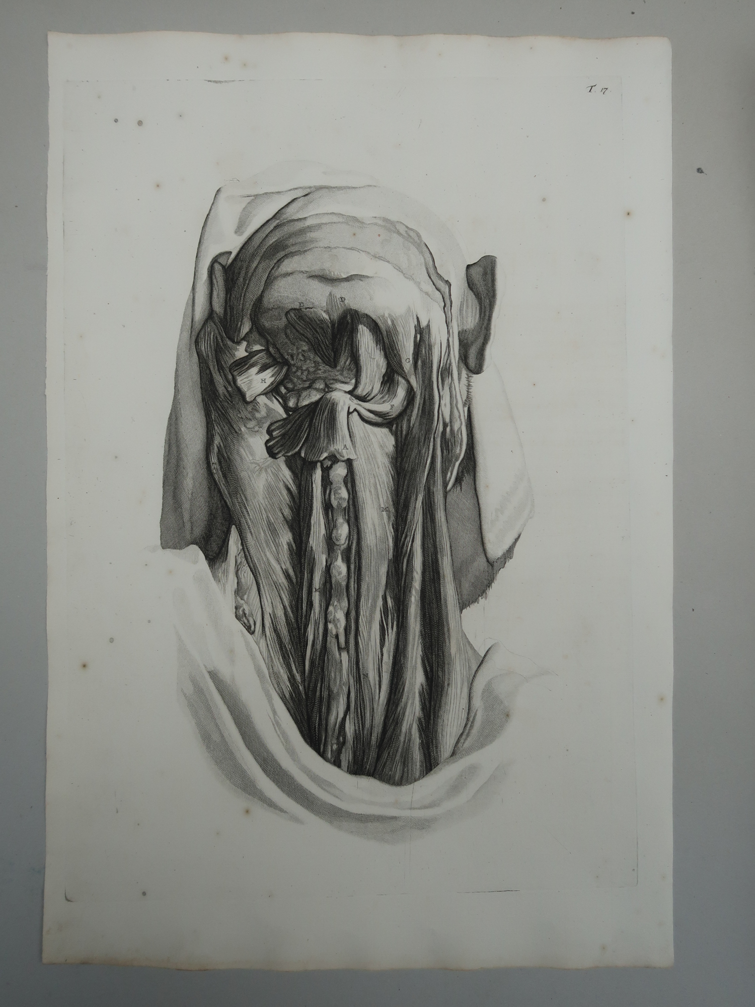 , Antique Print-T.17.-CERVICAL-SPINE-MUSCLES-ANATOMY
-de Lairesse-Bidloo-1728, Pictura Antique Prints