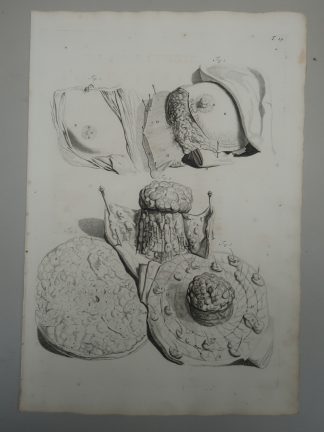 Antique Print-T.19.-BREAST-ANATOMY-NIPPLE-GLANDS-MILK-de Lairesse-Bidloo-1728