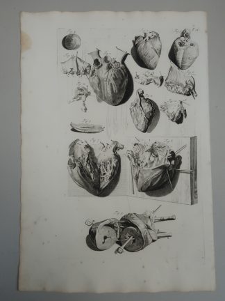 Antique Print-T.22.-HEART-ANATOMY-MUSCLE-VALVES-de Lairesse-Bidloo-1728