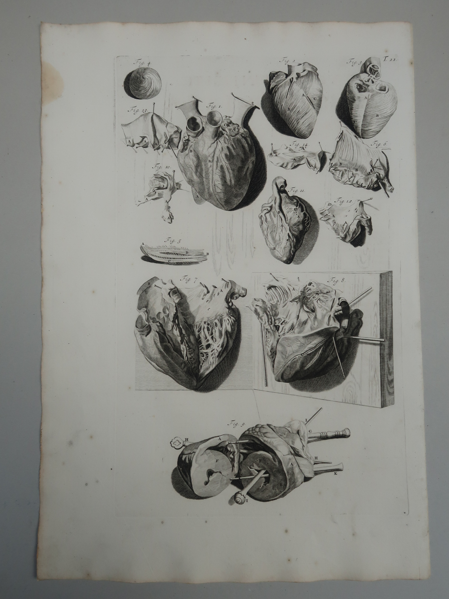 , Antique Print-T.22.-HEART-ANATOMY-MUSCLE-VALVES-de Lairesse-Bidloo-1728, Pictura Antique Prints