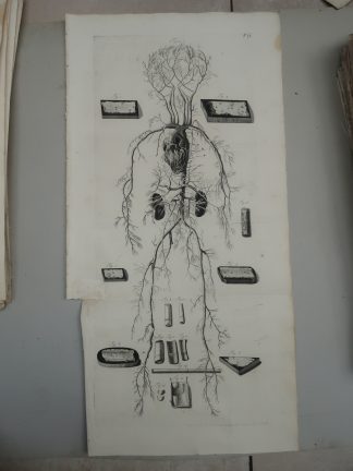 Antique Print-T.23.-ARTERIES-VEINS-CIRCULATORY-SYSTEM-de Lairesse-Bidloo-1728