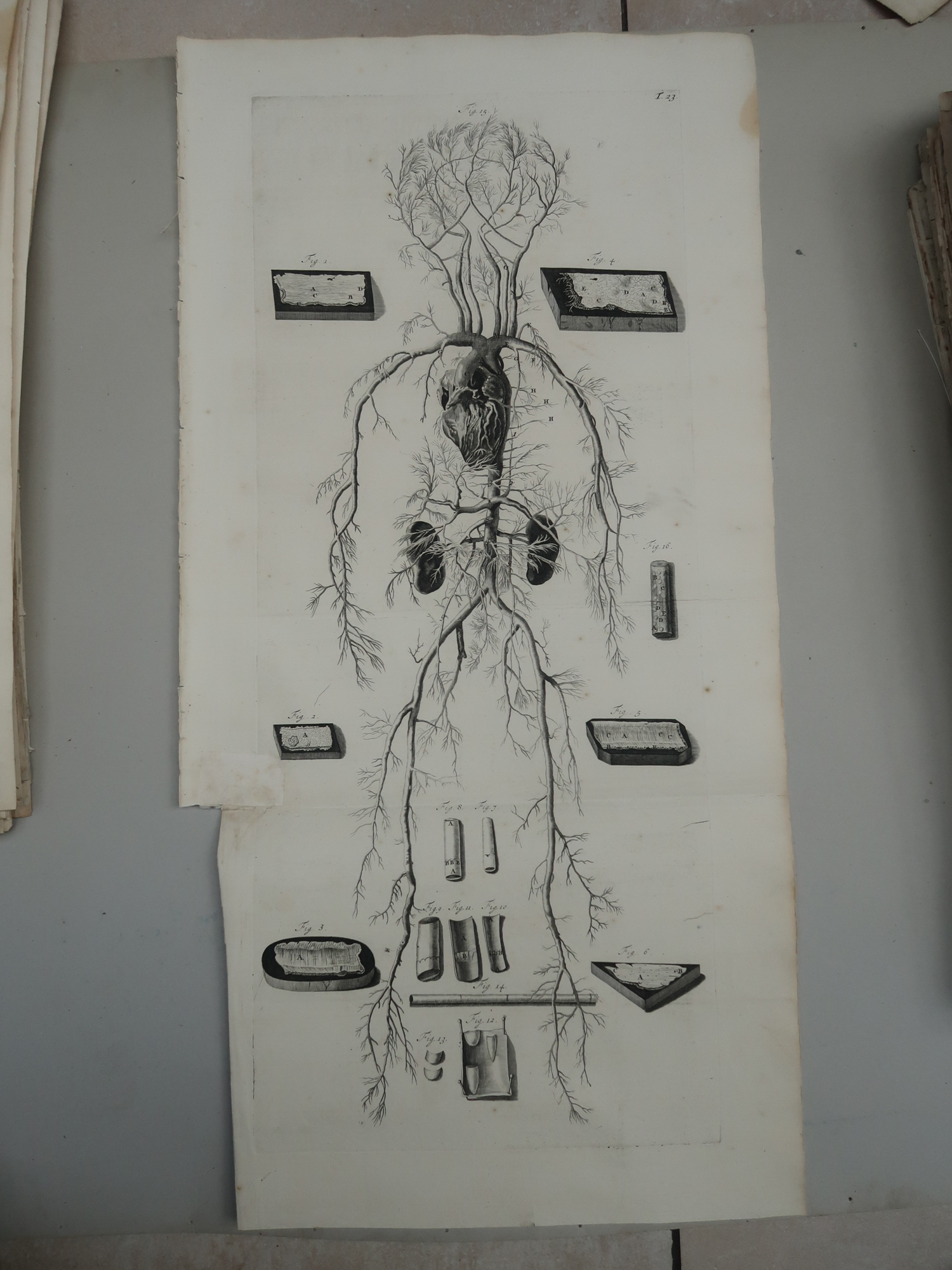 , Antique Print-T.23.-ARTERIES-VEINS-CIRCULATORY-SYSTEM-de Lairesse-Bidloo-1728, Pictura Antique Prints