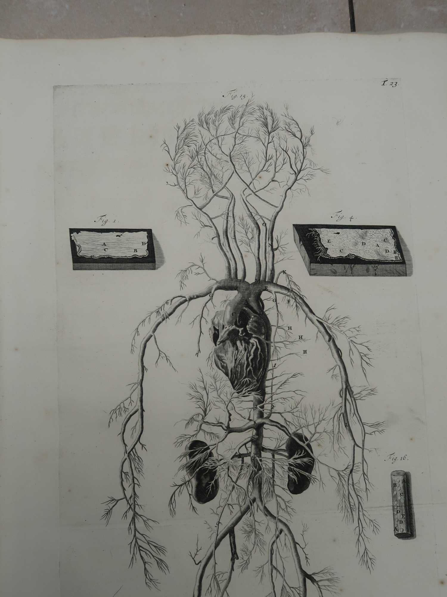, Antique Print-T.23.-ARTERIES-VEINS-CIRCULATORY-SYSTEM-de Lairesse-Bidloo-1728, Pictura Antique Prints