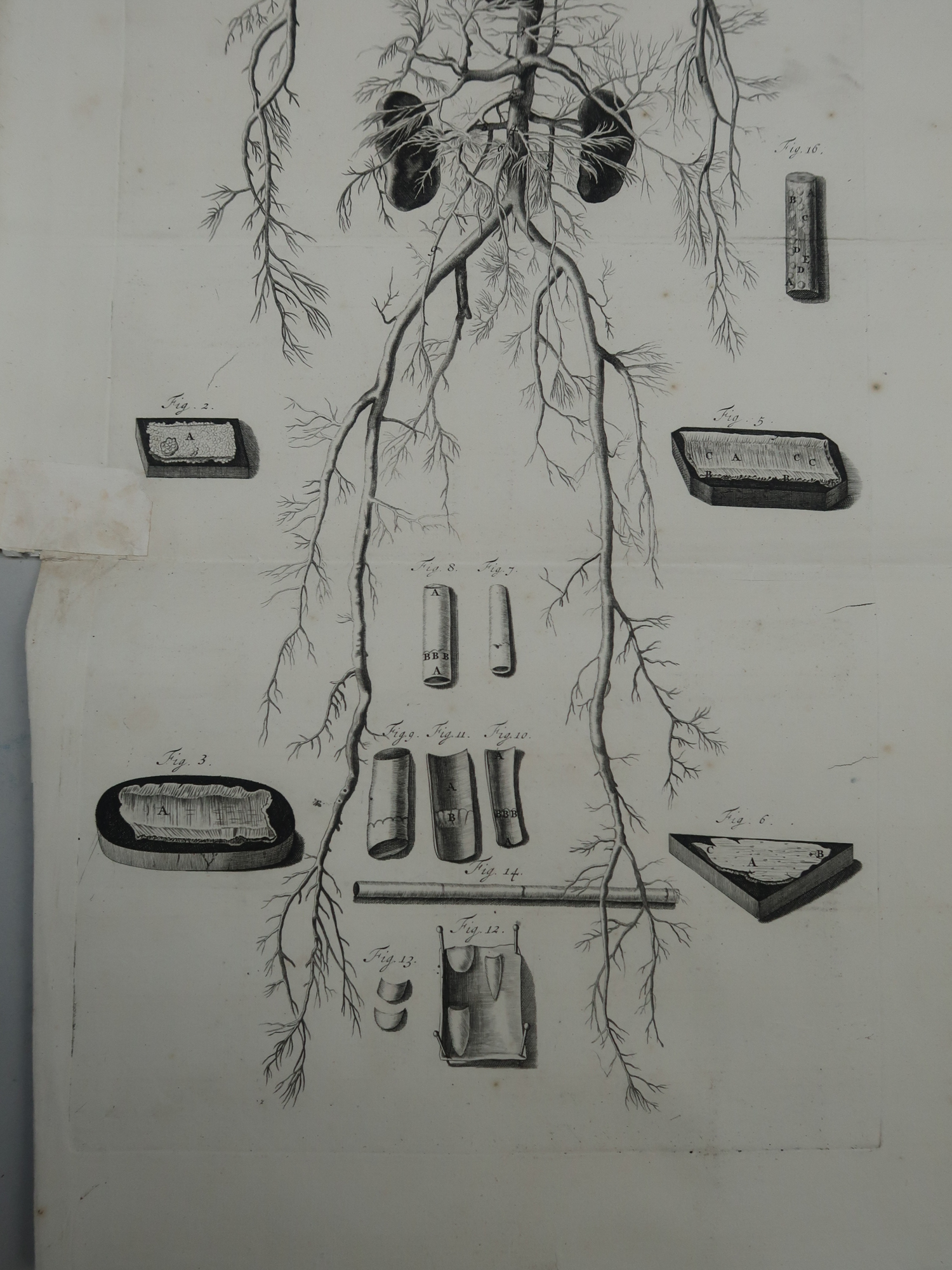 , Antique Print-T.23.-ARTERIES-VEINS-CIRCULATORY-SYSTEM-de Lairesse-Bidloo-1728, Pictura Antique Prints