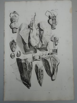 Antique Print-T.24.-LUNGS-TRACHEA-LARYNX-BRONCHIAL-STRUCTURE-de Lairesse-Bidloo-1728