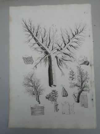 Antique Print-T.25.-BRONCHIAL-TREE-ALVEOLI-PULMONARY-LUNG-Lairesse-Bidloo-1728