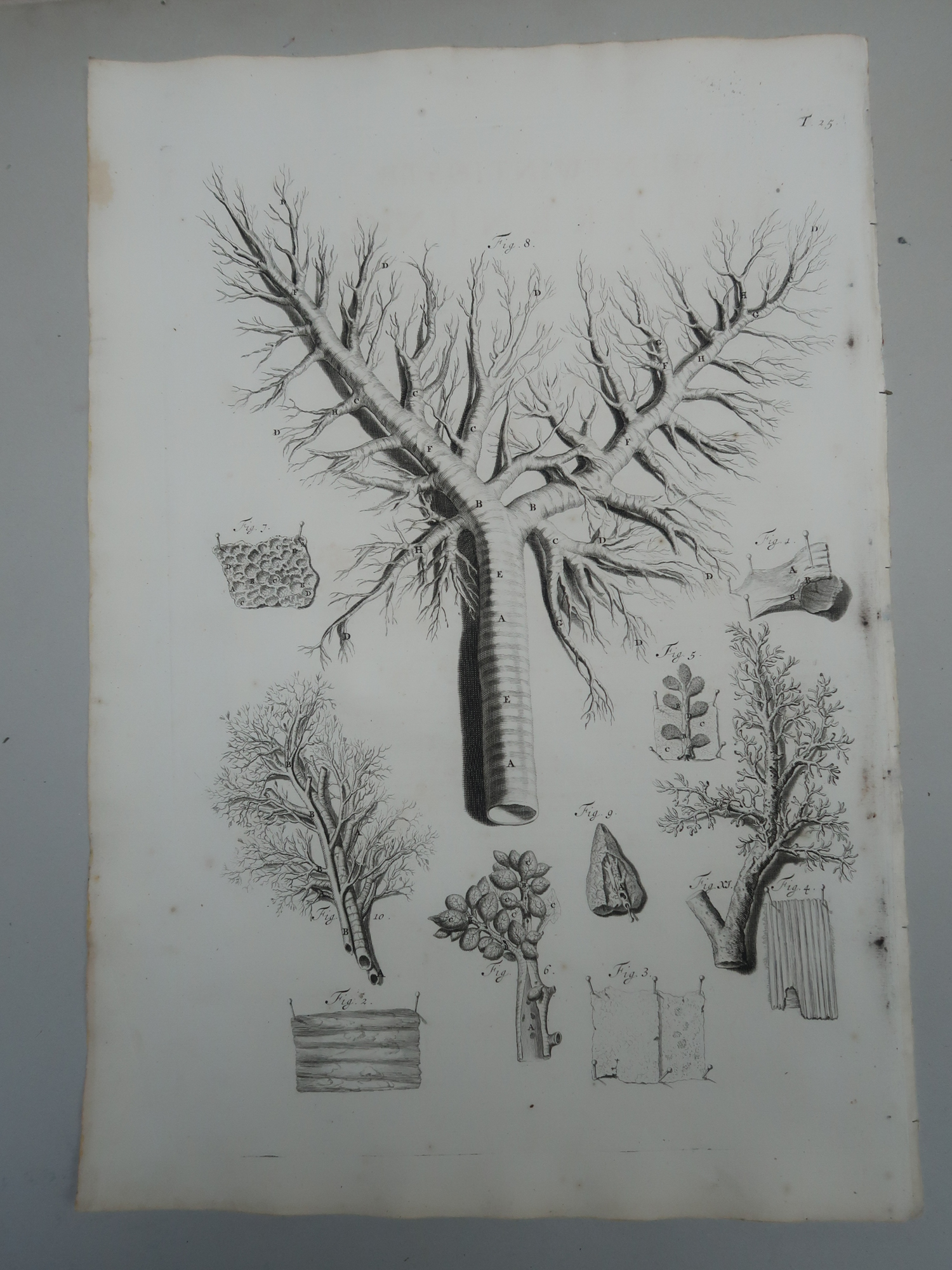 , Antique Print-T.25.-BRONCHIAL-TREE-ALVEOLI-PULMONARY-LUNG-Lairesse-Bidloo-1728, Pictura Antique Prints