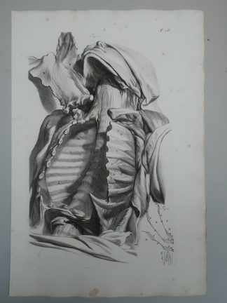Antique Print-T.26.-INTERCOSTAL-MUSCLES-RIBS-ANATOMY
-de Lairesse-Bidloo-1728