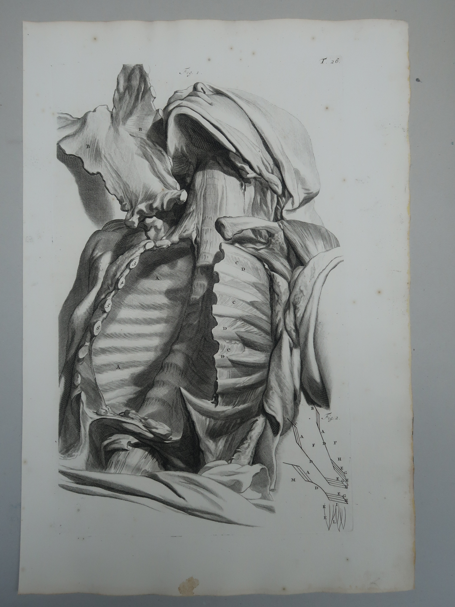 , Antique Print-T.26.-INTERCOSTAL-MUSCLES-RIBS-ANATOMY
-de Lairesse-Bidloo-1728, Pictura Antique Prints
