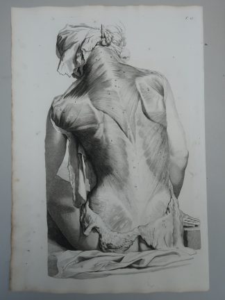 4-Antique Prints-T.27-30.-BACK-MUSCLES-SHOULDER-de Lairesse-Bidloo-1728