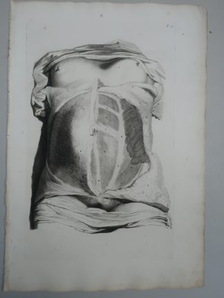 Antique Print-T.31.-ABDOMINAL-MUSCLES-HUMAN-ANATOMY
-de Lairesse-Bidloo-1728