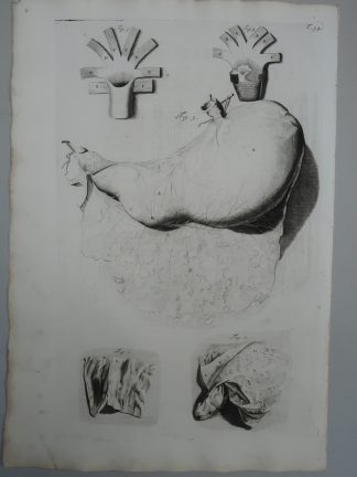 Antique Print-T.34.-STOMACH-LYMPH-NERVES-ANATOMY
-de Lairesse-Bidloo-1728